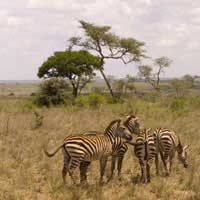 Safe Dawn Flight Wildlife Africa